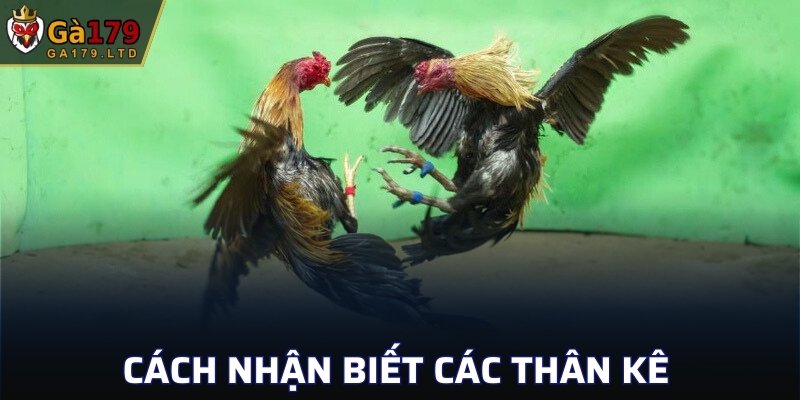 Cách nhận biết các thân kê 