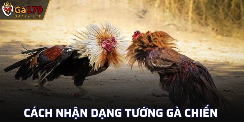 Cách nhận dạng tướng gà chiến 