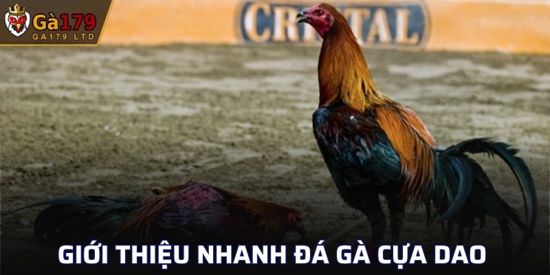 Giới thiệu nhanh đá gà cựa dao 