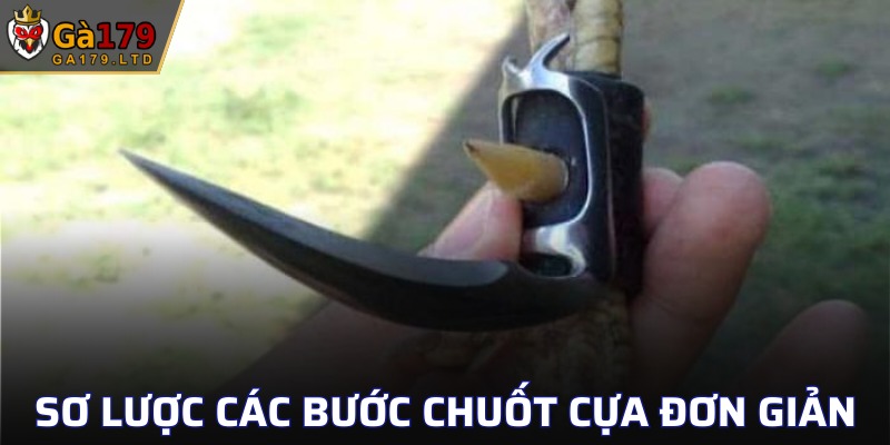 Khái quát các bước dũa cựa chiến kê hấp dẫn 
