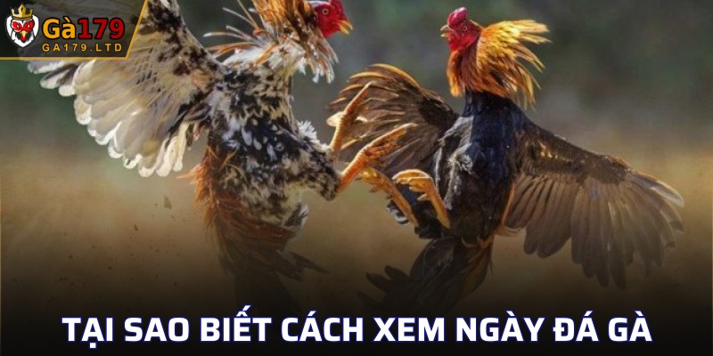 Lý do người chơi nên biết rõ cách xem ngày đá gà 