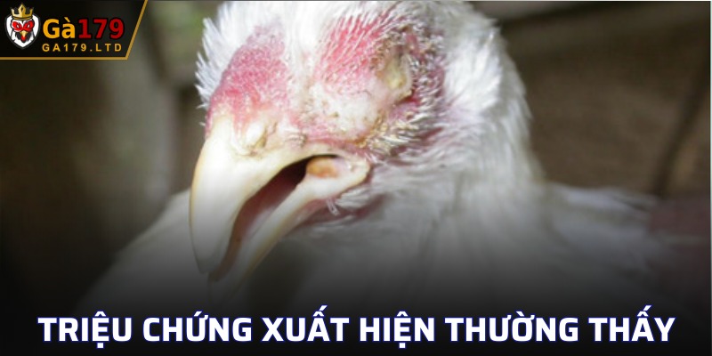 Nhận biết kịp thời gà đang bị mắc bệnh