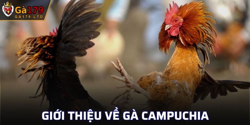 Sơ lược về đá gà Campuchia